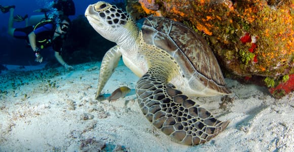 Sharm El-Sheikh: Guided Shore Scuba Diving at 2 Dives