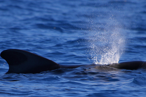 Tenerife : Tour en bateau pour observer les baleines avec un biologiste marin