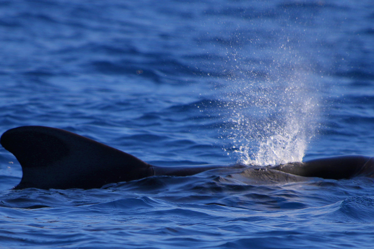 Tenerife : Tour en bateau pour observer les baleines avec un biologiste marin