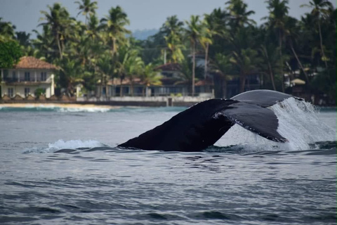 Tangalle: Mirissa Whale Watching & Dondra Lighthouse Tour