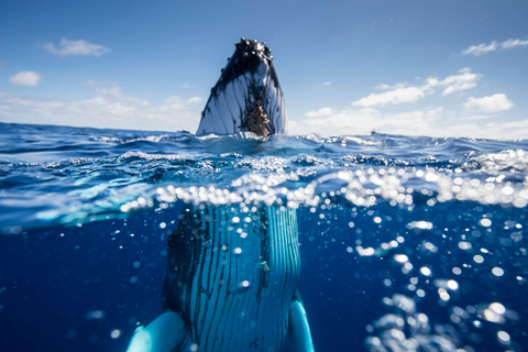 Costa Dorada: Nada con ballenas