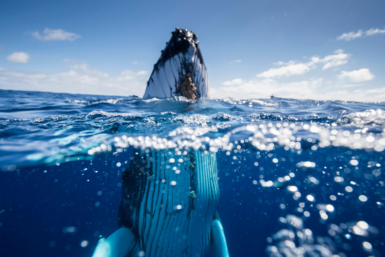 Gold Coast: Swim with Whales