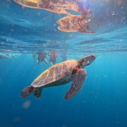 Cebu: Oslob Whale Shark Swimming & Moalboal Sardine Run Tour