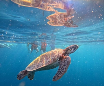 Cebu: Oslob Whale Sharks, Moalboal Sardine Run & Sea Turtles