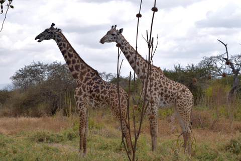 Arusha: Paseo con jirafas