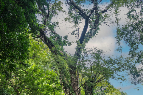 Rincón de la Vieja: Pass giornaliero Eco Adventure 12 in 1