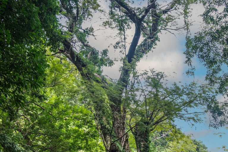 Rincón de la Vieja: Pass giornaliero Eco Adventure 12 in 1