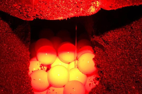 Tamarindo: Turtle Watching Night Tour with Expert Naturalist