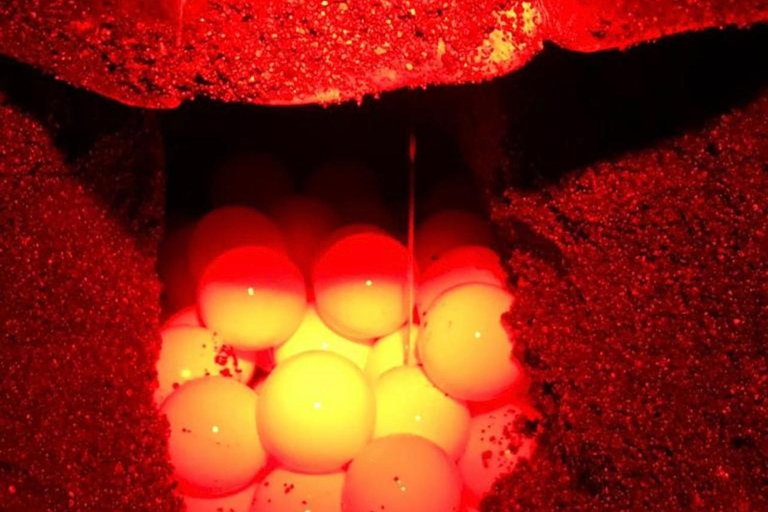 Tamarindo: Turtle Watching Night Tour with Expert Naturalist