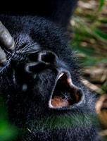 Uganda, Gorilla Close Encounter - Housity