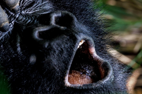 Uganda: Bliskie spotkanie z gorylem