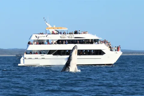 Hervey Bay : Croisière observation des baleines d'une demi-journée