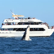 Hervey Bay: Half-Day Whale Watching Cruise