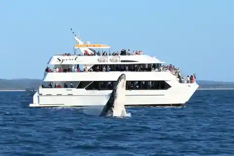 Hervey Bay: Cruzeiro de meio dia de observação de baleias