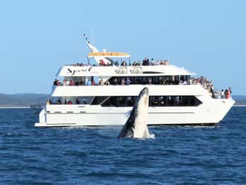 Hervey Bay: Halbtägige Whale-Watching-Bootsfahrt