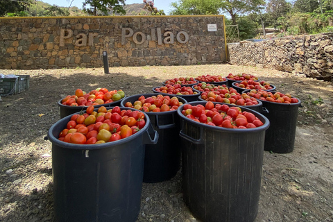 From Praia: Transfer Tour to Tarrafal with Culture and Tasting Transfer Tour: Praia–Tarrafal with Cultural Experiences & Local Tasting