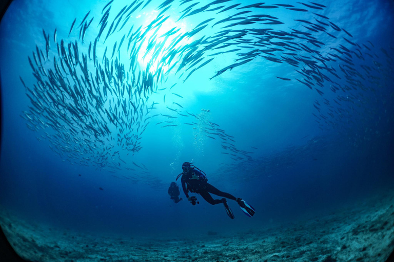 From Phi Phi: Half-Day Trip for Certified Divers (2 Dives) Afternoon Diving for Certified Divers (2 Dives)