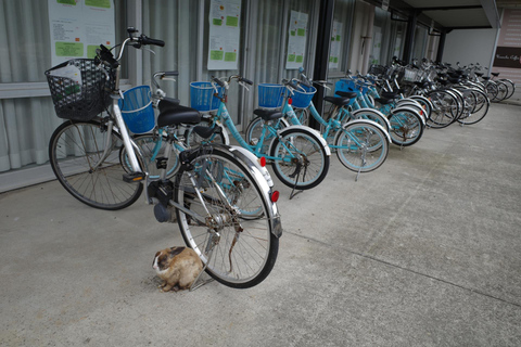 1-Day Tour in Hiroshima: Rabbit Island and Takehara Town