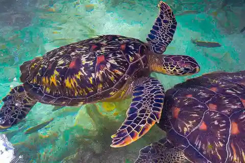 NADAR CON TORTUGAS EN EL ACUARIO DE BARAKA