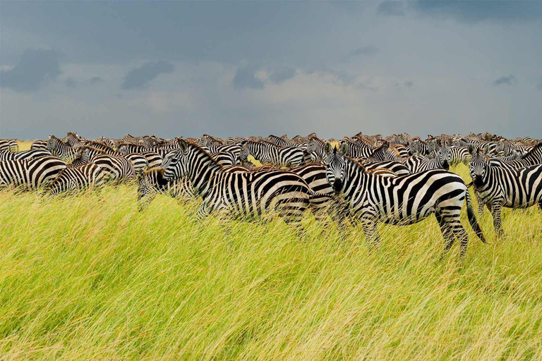 7 jours de safari en Tanzanie