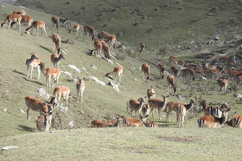 Bakou : Excursion d&#039;une journée à Shamakhi avec mosquée Juma et vignobles