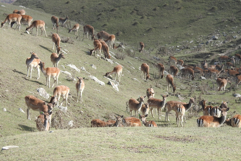 Bakou : Excursion d&#039;une journée à Shamakhi avec mosquée Juma et vignobles