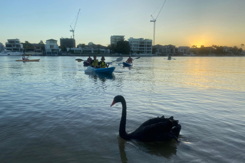 Gold Coast: Surfers Paradise Kayak Tour — Day or Sunset Sunset: Surfers Paradise Kayak & Wildlife Tour