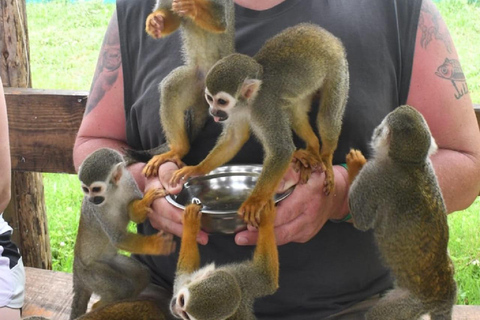 普拉塔港：从泰诺湾/安伯湾出发的猴子之旅和城市之旅普拉塔港：塔伊诺湾/安伯湾的猴子之旅和城市之旅