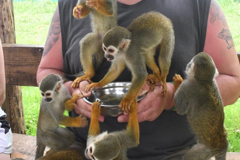 普拉塔港：从泰诺湾/安伯湾出发的猴子之旅和城市之旅普拉塔港：塔伊诺湾/安伯湾的猴子之旅和城市之旅