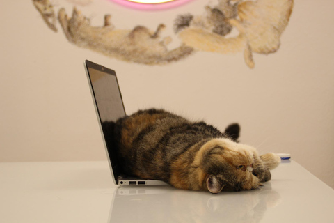 Malaga centro historico: Paws For A Moment Cat Cafe