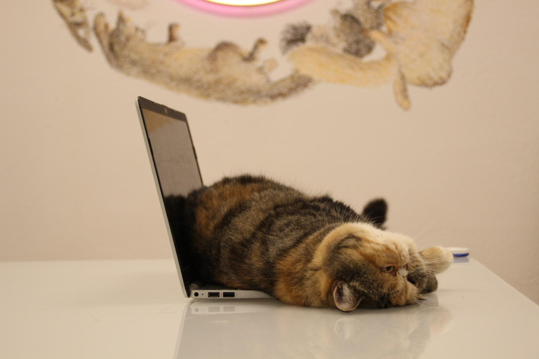 Malaga centro historico: Paws For A Moment Cat Cafe