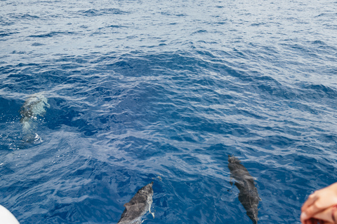 Funchal : croisière d'observation de dauphins et baleines