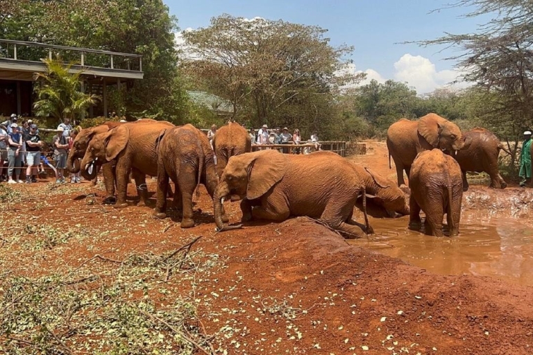Visites de l'orphelinat des éléphants et du centre des girafes