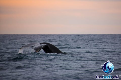 Sunset Whale Watching Cruise in Cabo San Lucas