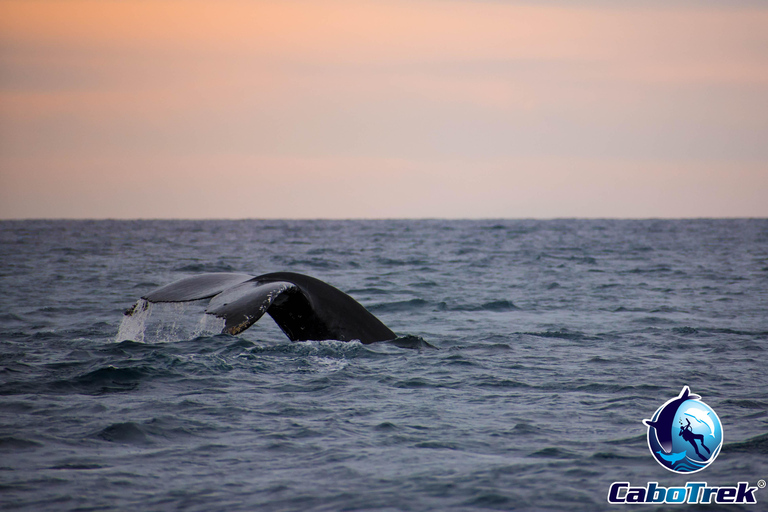 Sunset Whale Watching Cruise in Cabo San Lucas
