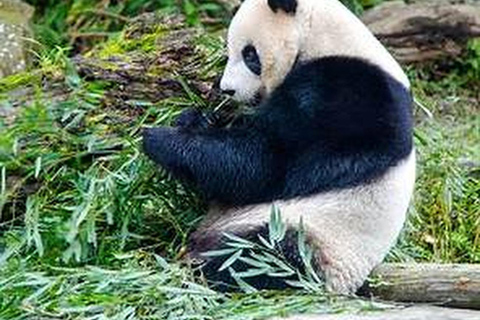 Shanghai Wildlife Park 1-Day Ticket + Free Safari Shuttle