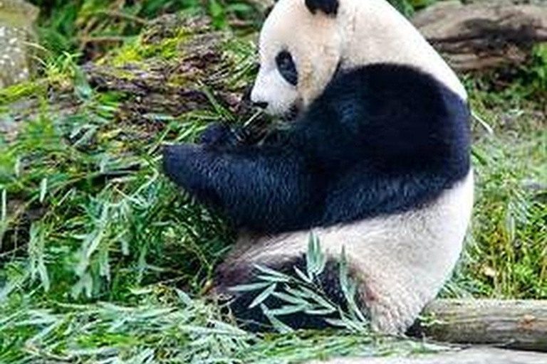 Shanghai Wildlife Park 1-Day Ticket + Free Safari Shuttle