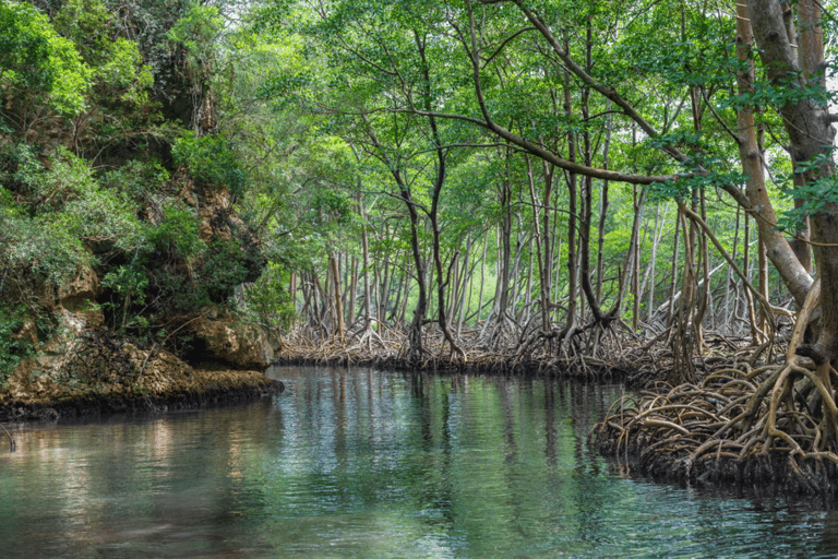 Punta Cana: Wycieczka po naturalnych basenach Los Haitises i Caño Hondo