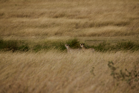 Arusha: 4-Day Ngorongoro, Tarangire, and Materuni Lodge Tour