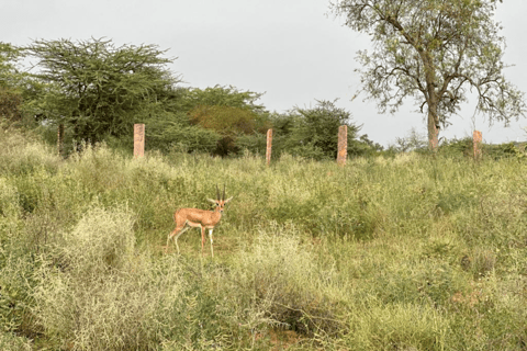 Halfdaagse woestijn wandeltour in Jodhpur Rajasthan met Sumer