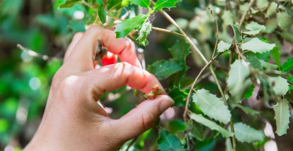 Naxos: Meet the Trees in Cyclades Guided Hiking Tour