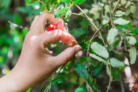 Rencontrer les arbres dans les Cyclades (expérience en petit groupe)