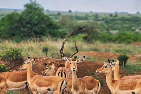 Nairobi National Park Evening and Sundowner Game Drive