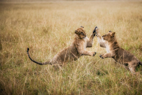 Laikipia: Loisaba Star Beds 2-Night Safari + Transfers