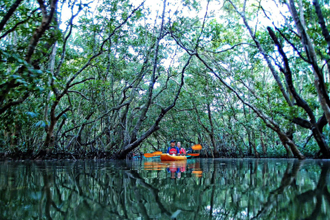 From Tagbilaran City/Panglao Island: Bohol Mangrove Kayaking