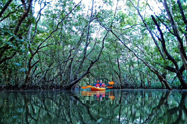 From Tagbilaran City/Panglao Island: Bohol Mangrove Kayaking