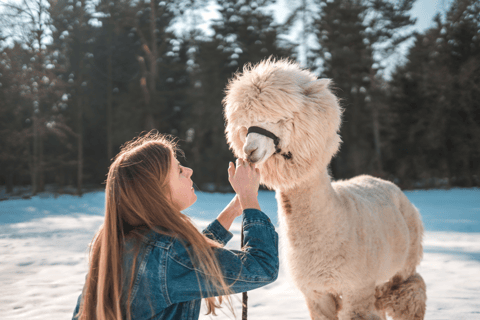 Seoul: Escursione di un giorno a Gangwon-do con il Mondo degli Alpaca e l&#039;Isola di NamiTour di gruppo dei giardini da Myengdong