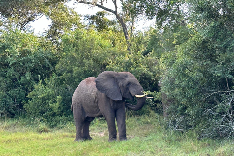 #1. Beste Tarangire Tagestour Safari-ISMANI TOURS AND SAFARIS