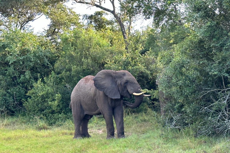 #1. Beste Tarangire Tagestour Safari-ISMANI TOURS AND SAFARIS