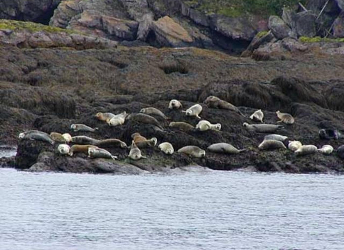 Fra Saint John: Hvalsafari i Saint Andrews